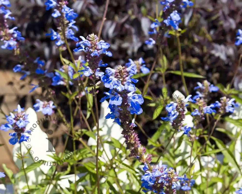 Actieprijs - Salvia uliginosa