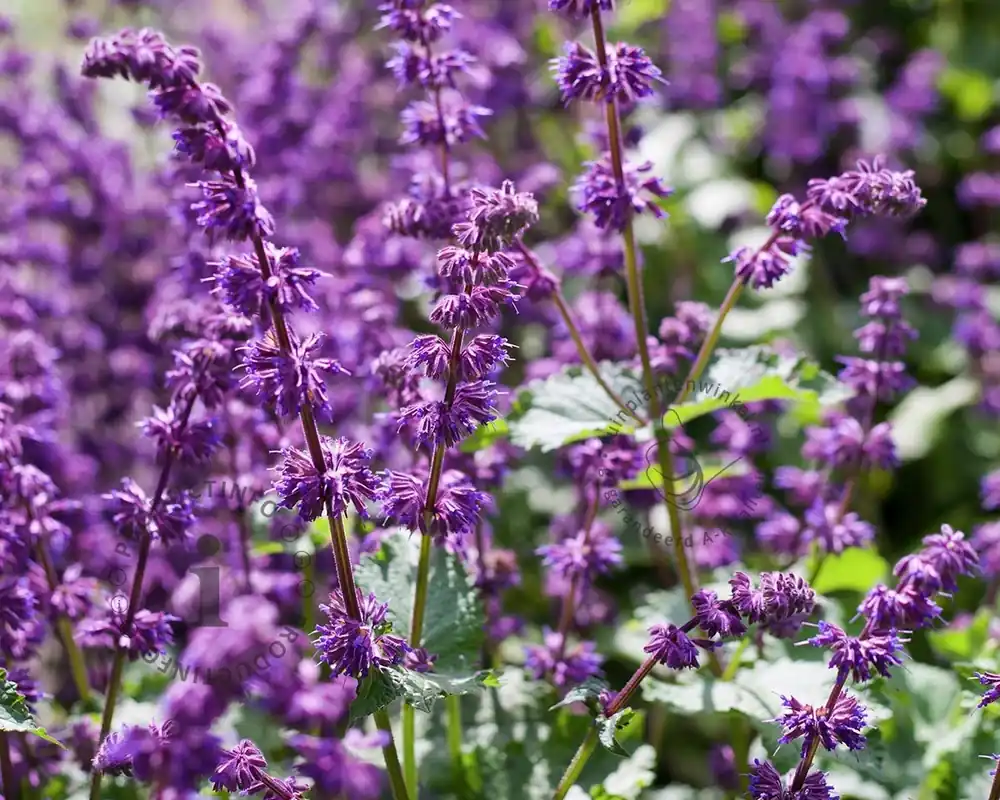 Salvia verticillata ‘Purple Rain‘ - Koopje