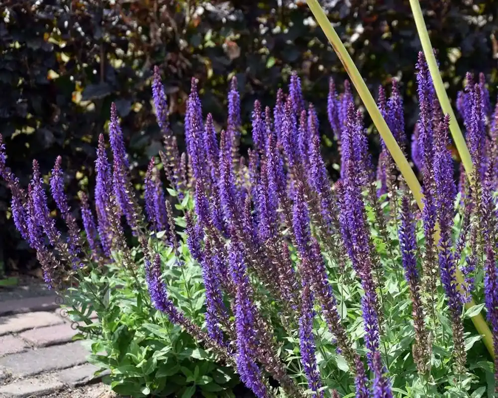 Salvia nemorosa ‘Ostfriesland‘ | Trending