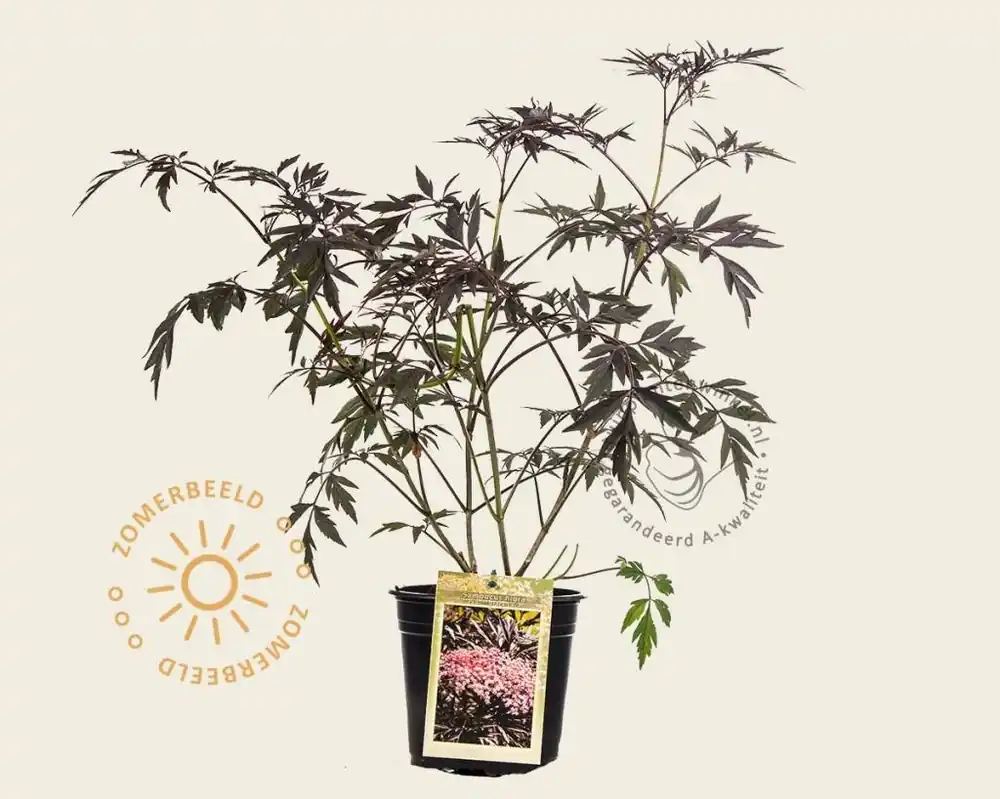 Sambucus nigra ‘Black Lace‘ | Topproduct