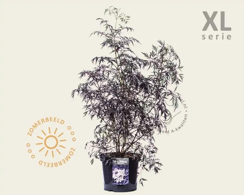 Spoedlevering | Sambucus nigra ‘Black Lace‘ - XL