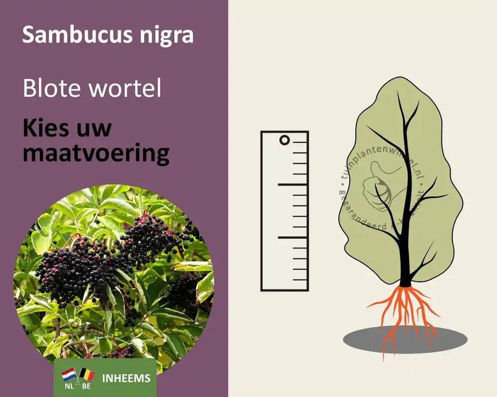Sambucus nigra - blote wortel - Flitsaanbieding