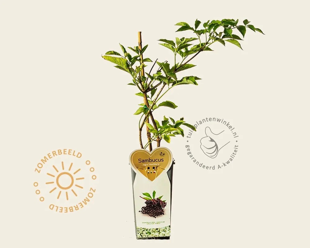Sambucus nigra ‘Haschberg‘ - Speciale aanbieding