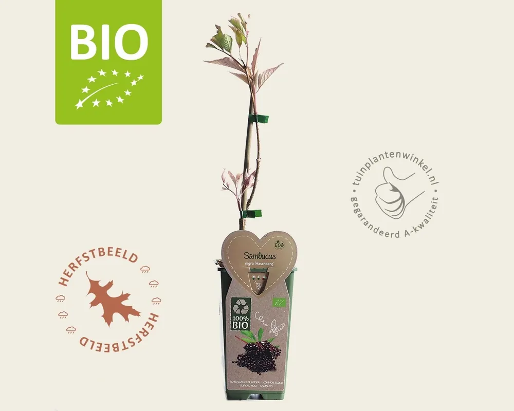 Sambucus nigra ‘Haschberg‘ - BIO - Online bestellen