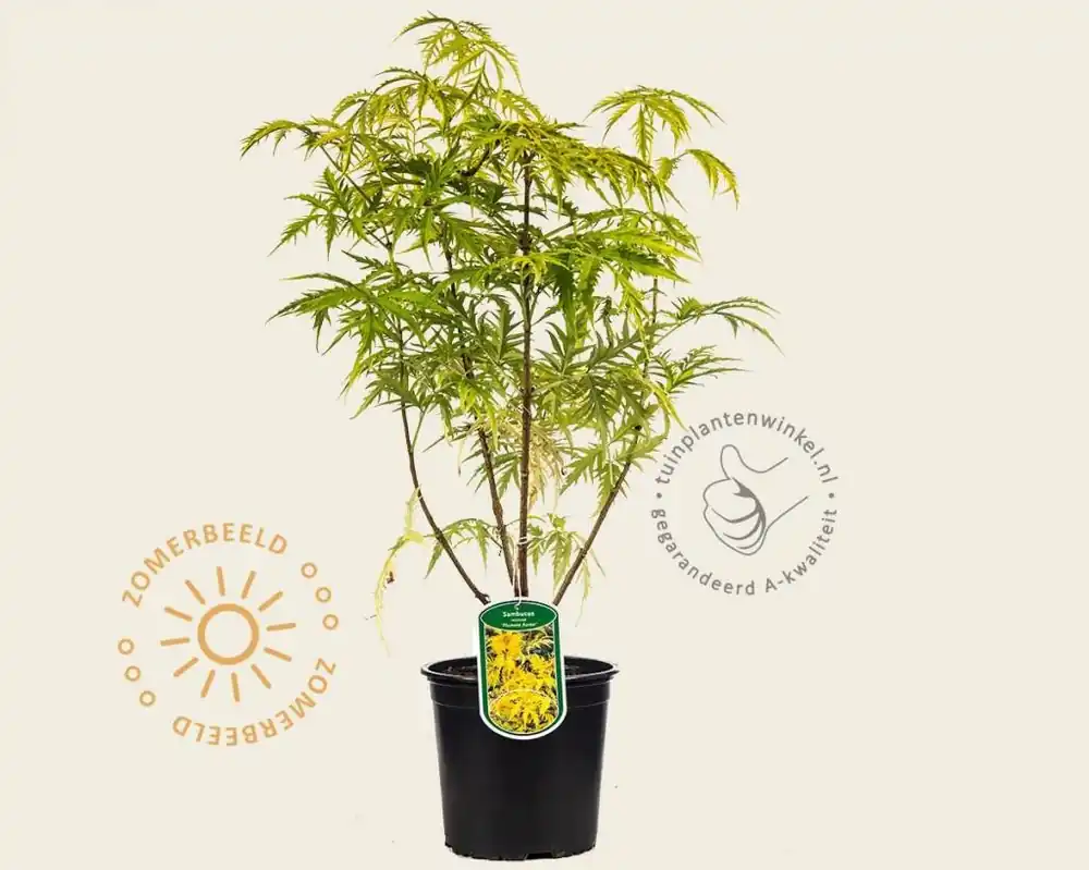 Goed beoordeeld - Sambucus racemosa ‘Plumosa Aurea‘