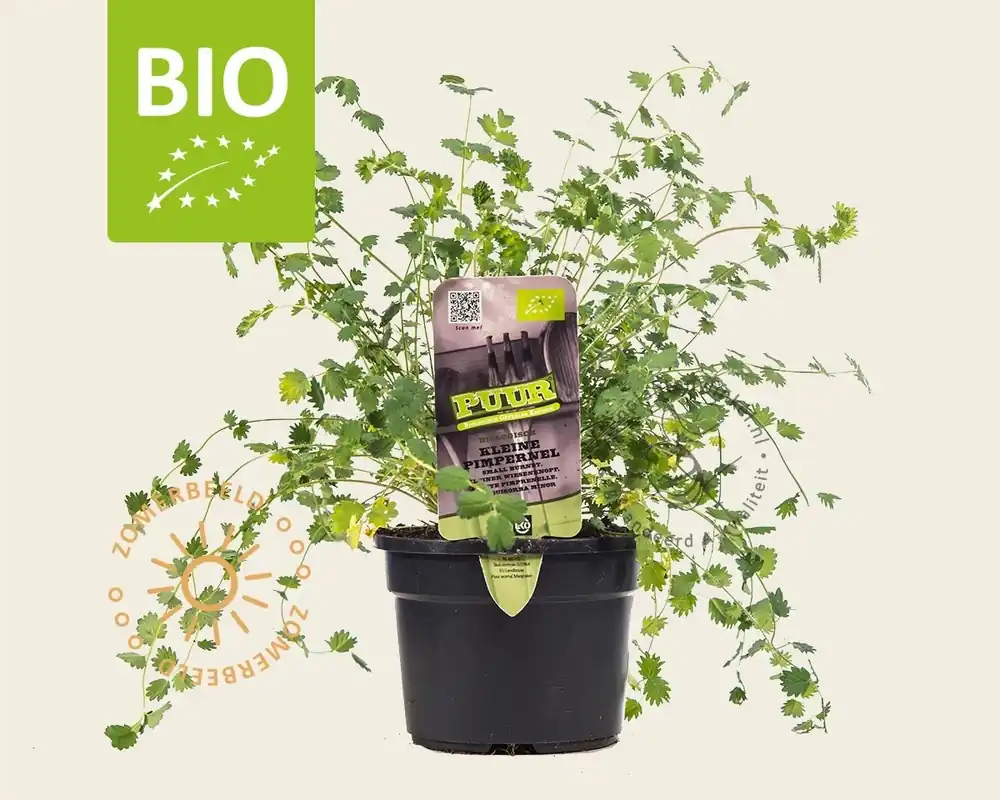 Sanguisorba minor Puur | Topprijs