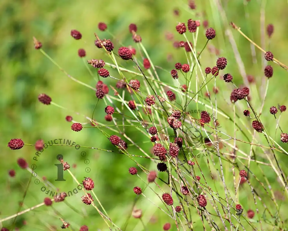 Sanguisorba officinalis ‘Tanna‘ - Pak je kans