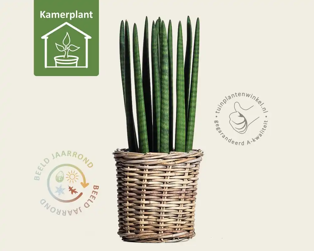 Sansevieria cylindrica | Koop vandaag
