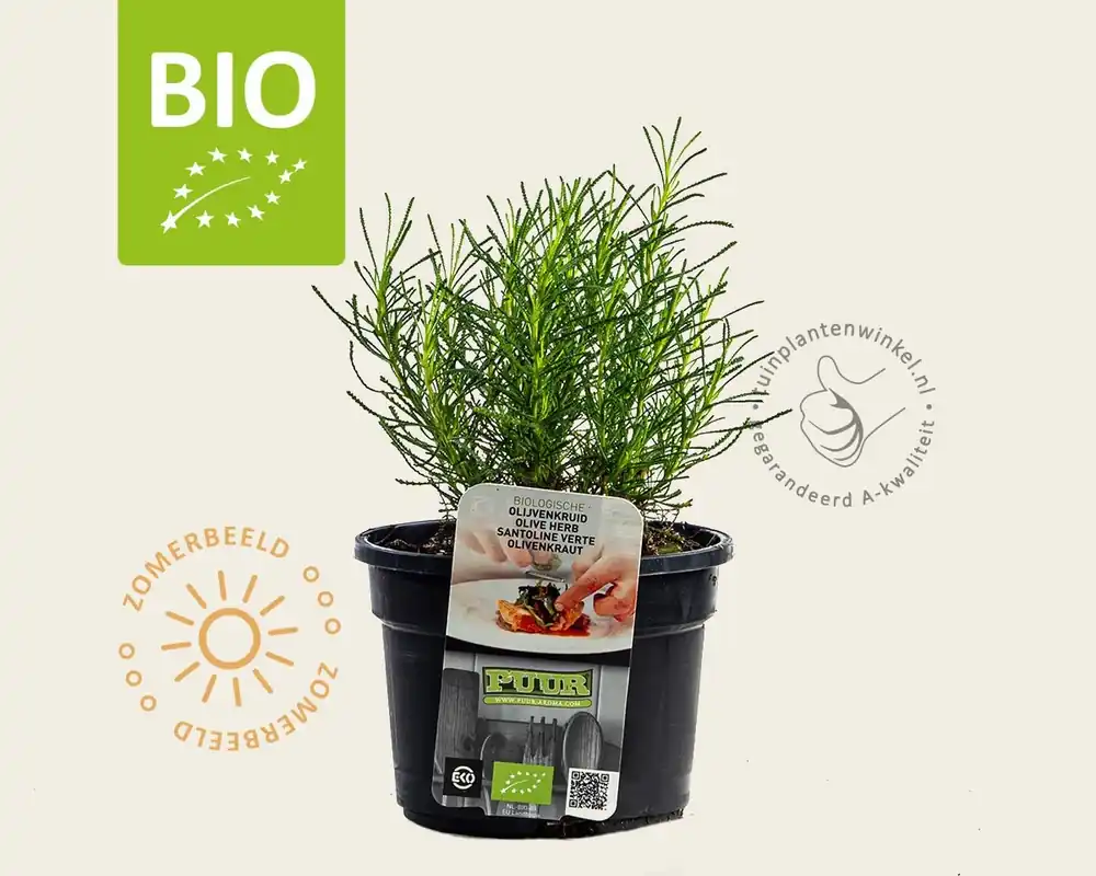 Santolina viridis Puur - Direct bestellen