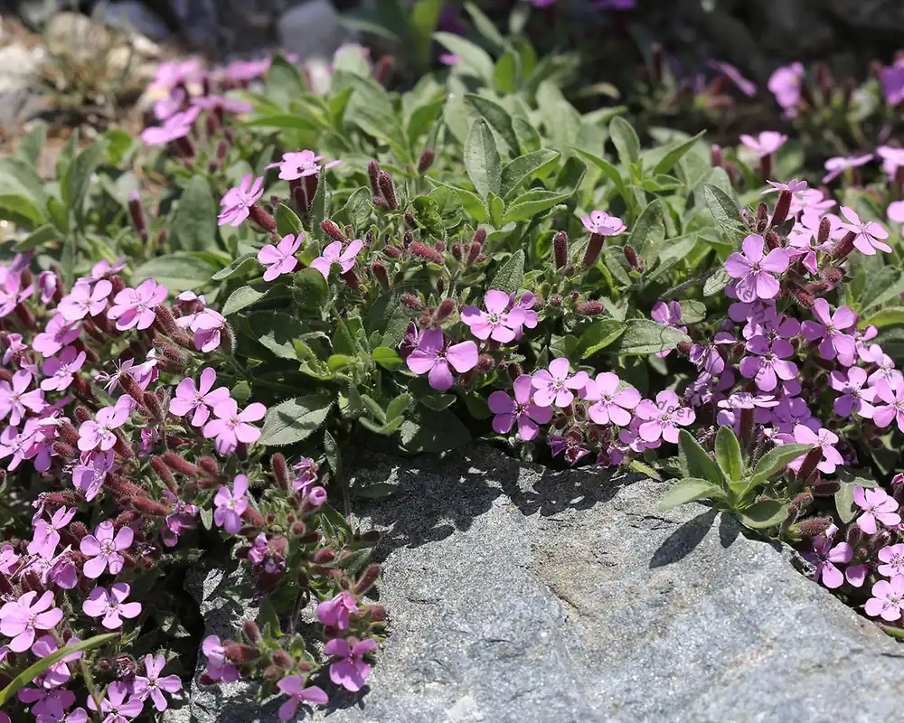 Nieuw binnen | Saponaria ocymoides