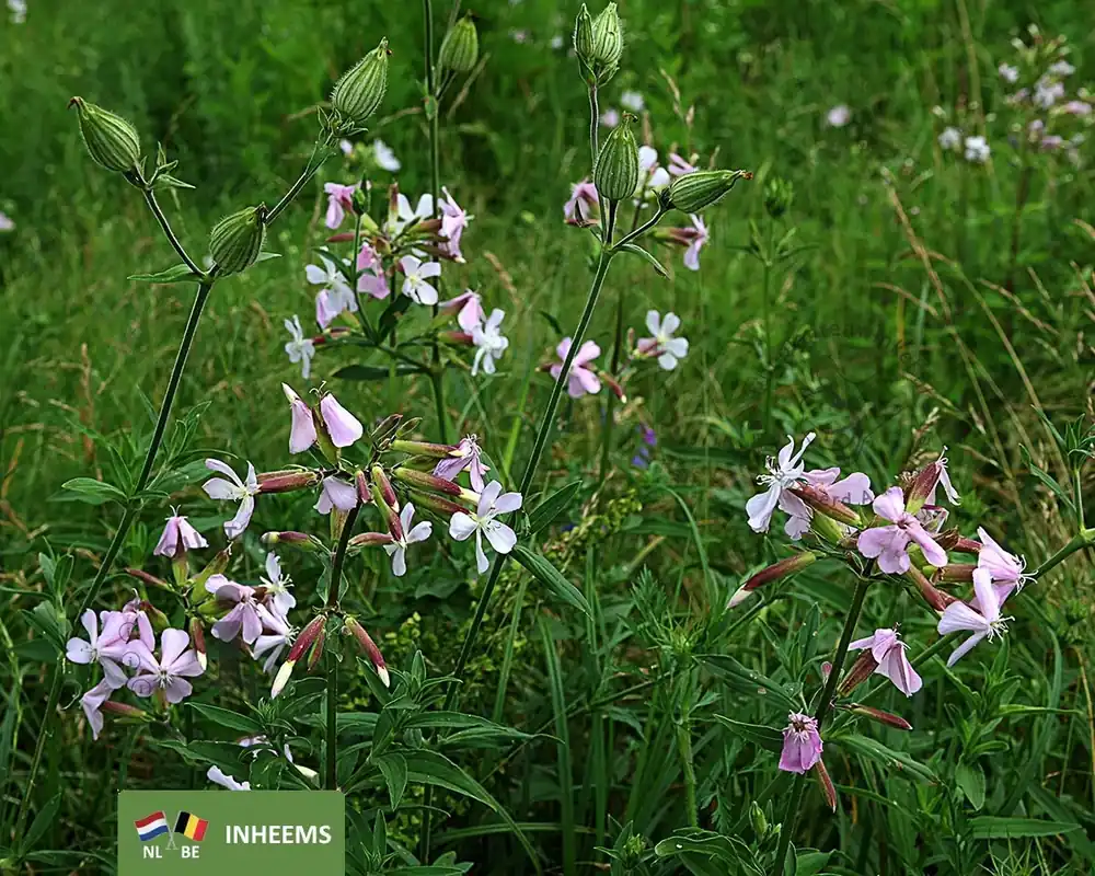 Saponaria officinalis - Professionele kwaliteit