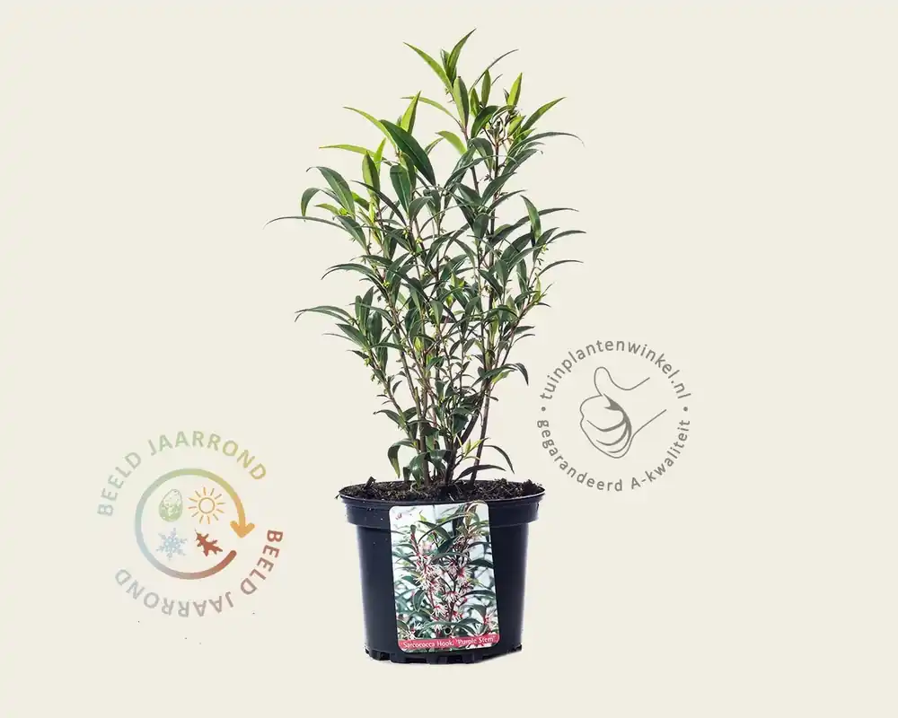Actieprijs | Sarcococca hookeriana var digyna ‘Purple Stem‘