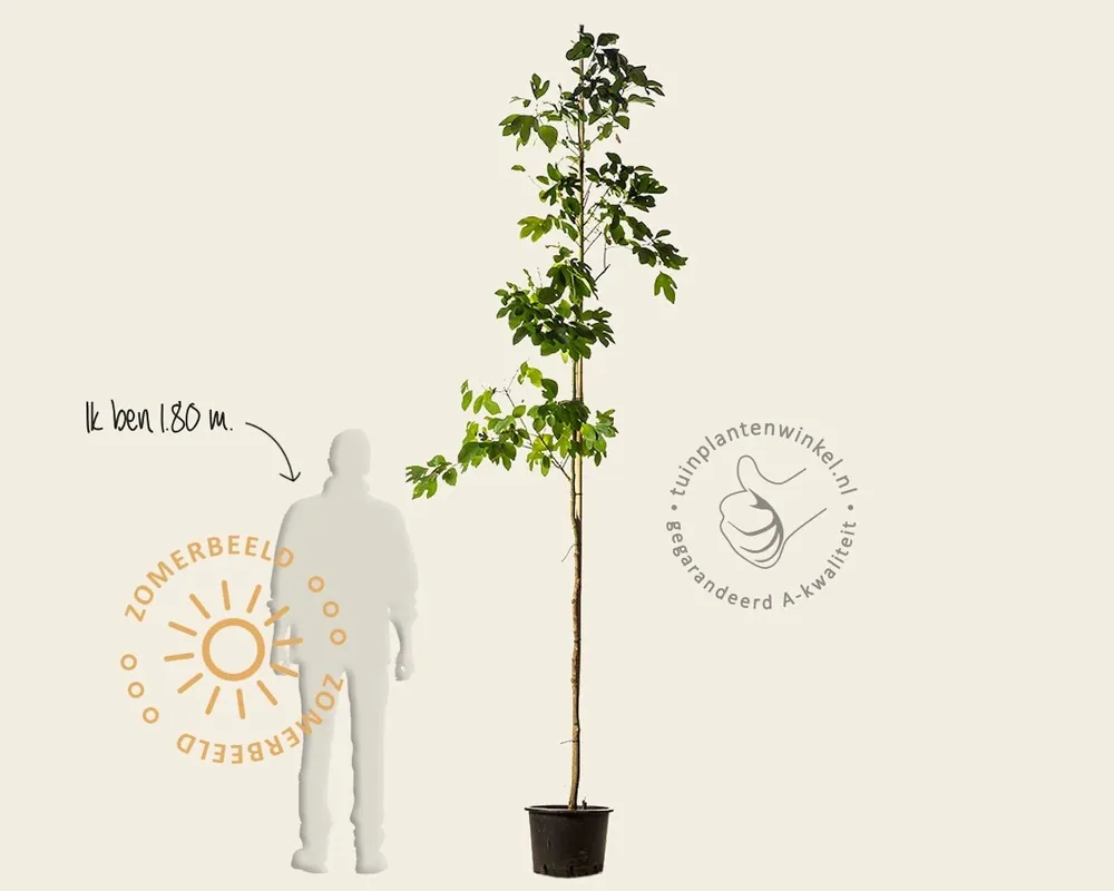 Sassafras albidum - Superprijs