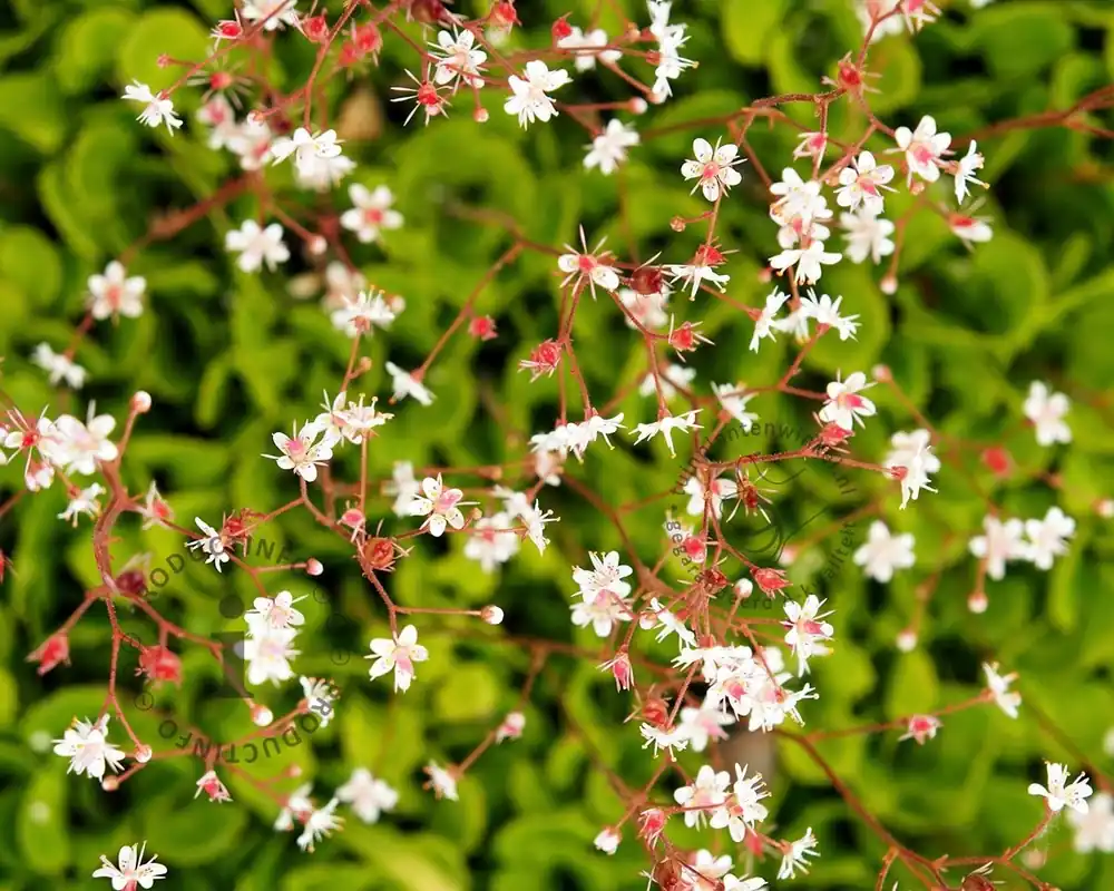 Bestseller - Saxifraga urbium