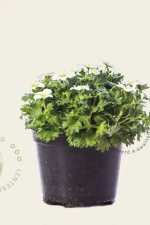 Premiumkwaliteit - Saxifraga x arendsii ‘Wit‘