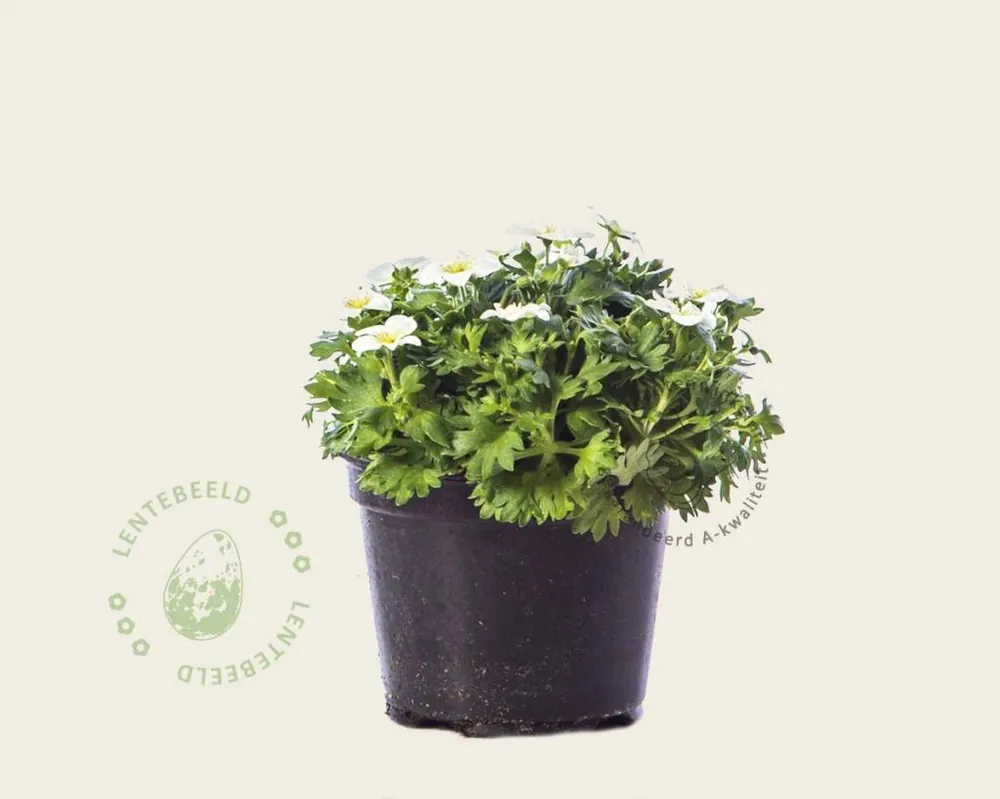 Premiumkwaliteit - Saxifraga x arendsii ‘Wit‘
