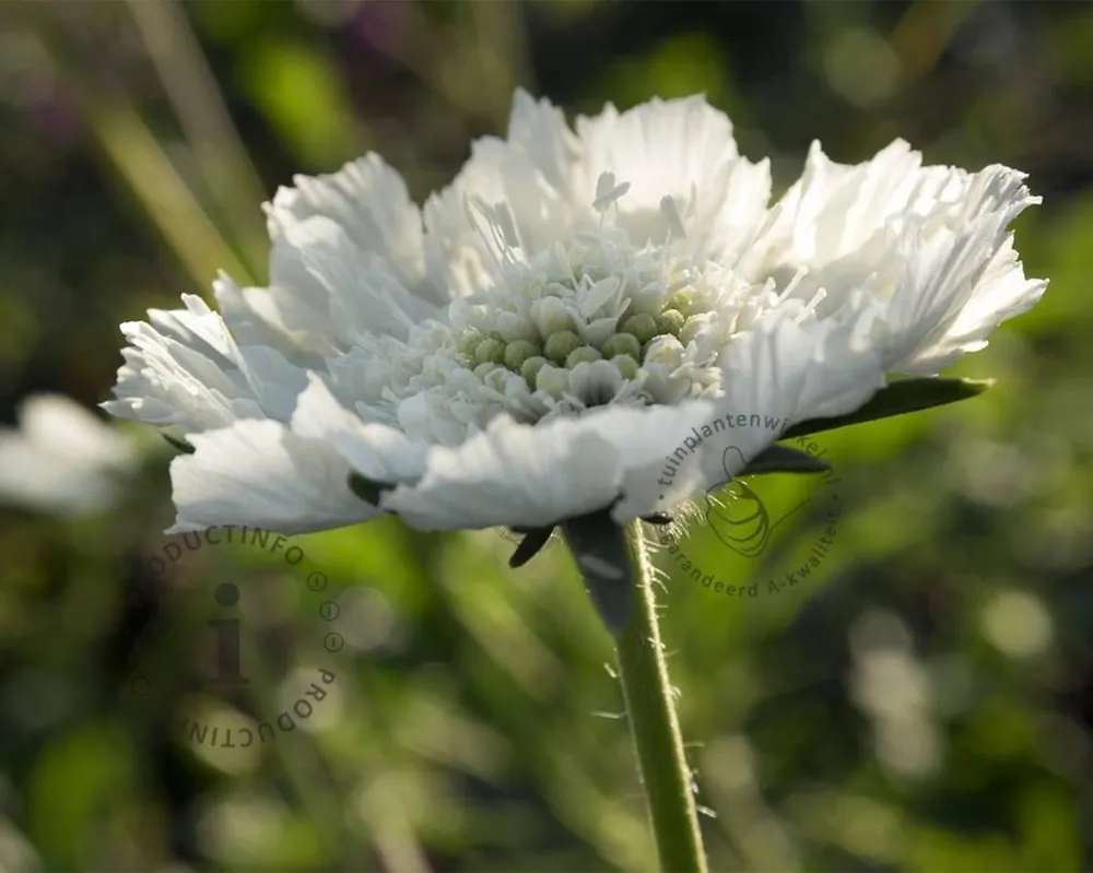 Trending - Scabiosa caucasica ‘Alba‘