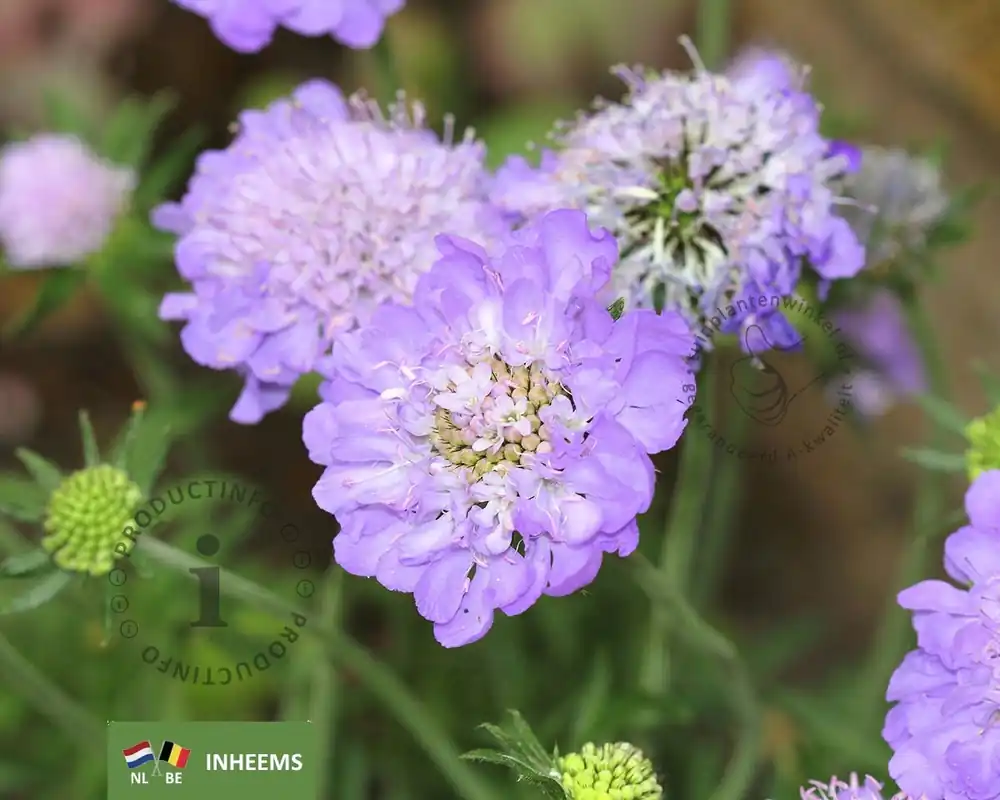 Premium | Scabiosa columbaria