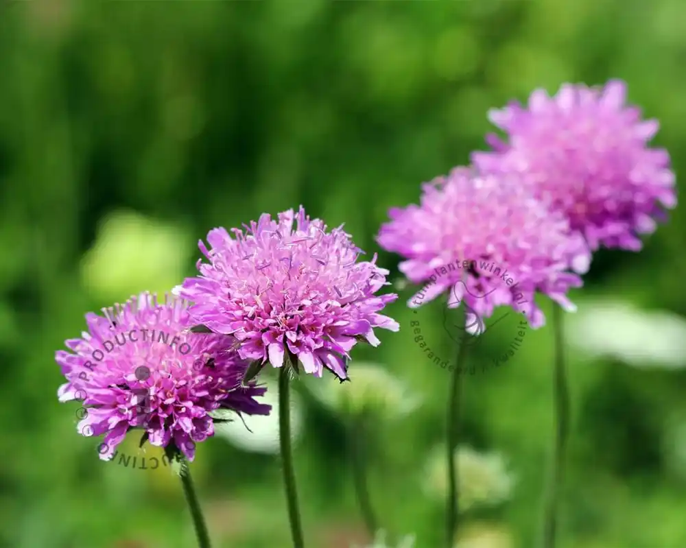 Scabiosa columbaria ‘Pink Mist‘ - Erg populair