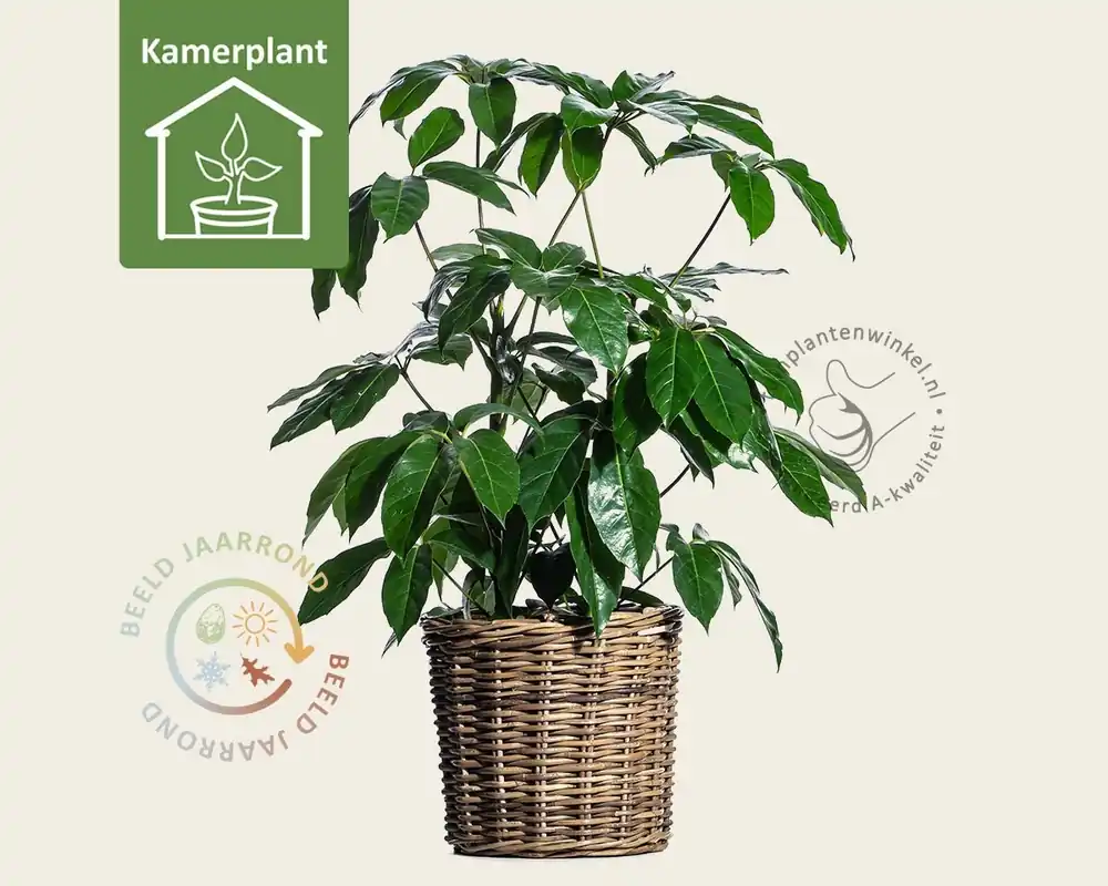 Schefflera Amate | Direct beschikbaar