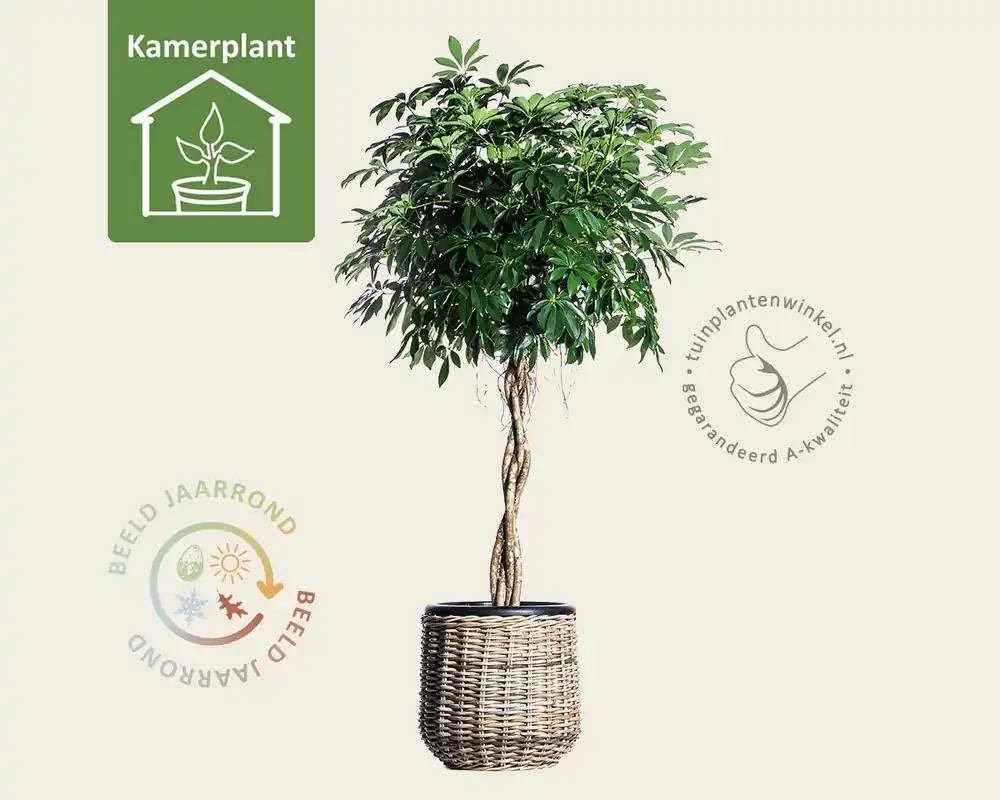 Lage prijs | Schefflera Compacta