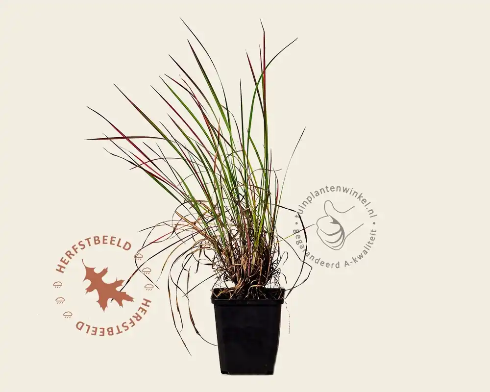 Nog maar enkele beschikbaar - Schizachyrium scoparium ‘Standing Ovation‘