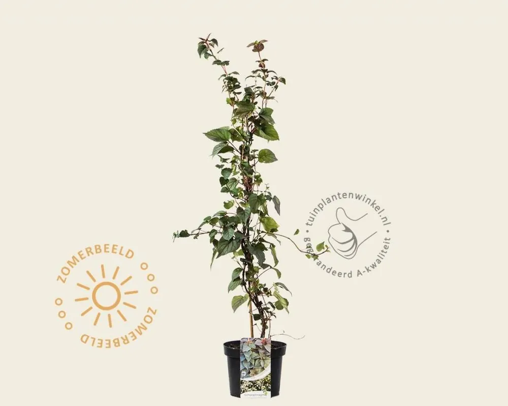 Schizophragma hydrangeoides ‘Moonlight‘ | Gratis retourneren