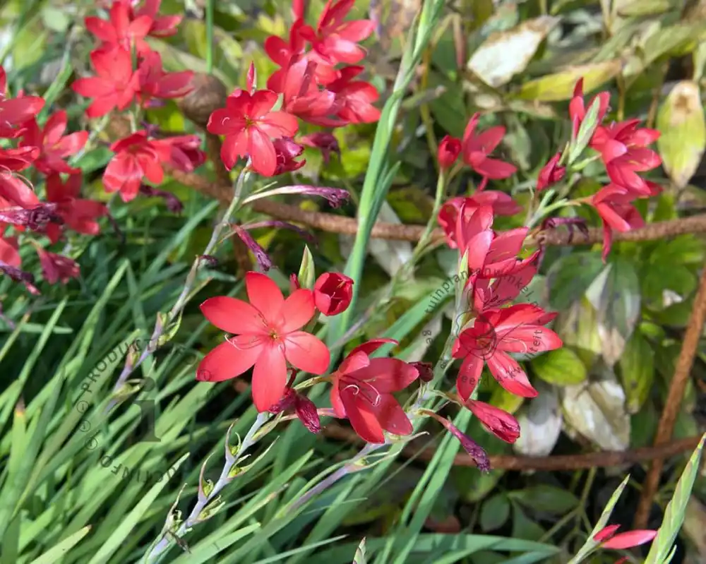 Veilig winkelen | Schizostylis coccinea ‘Major‘