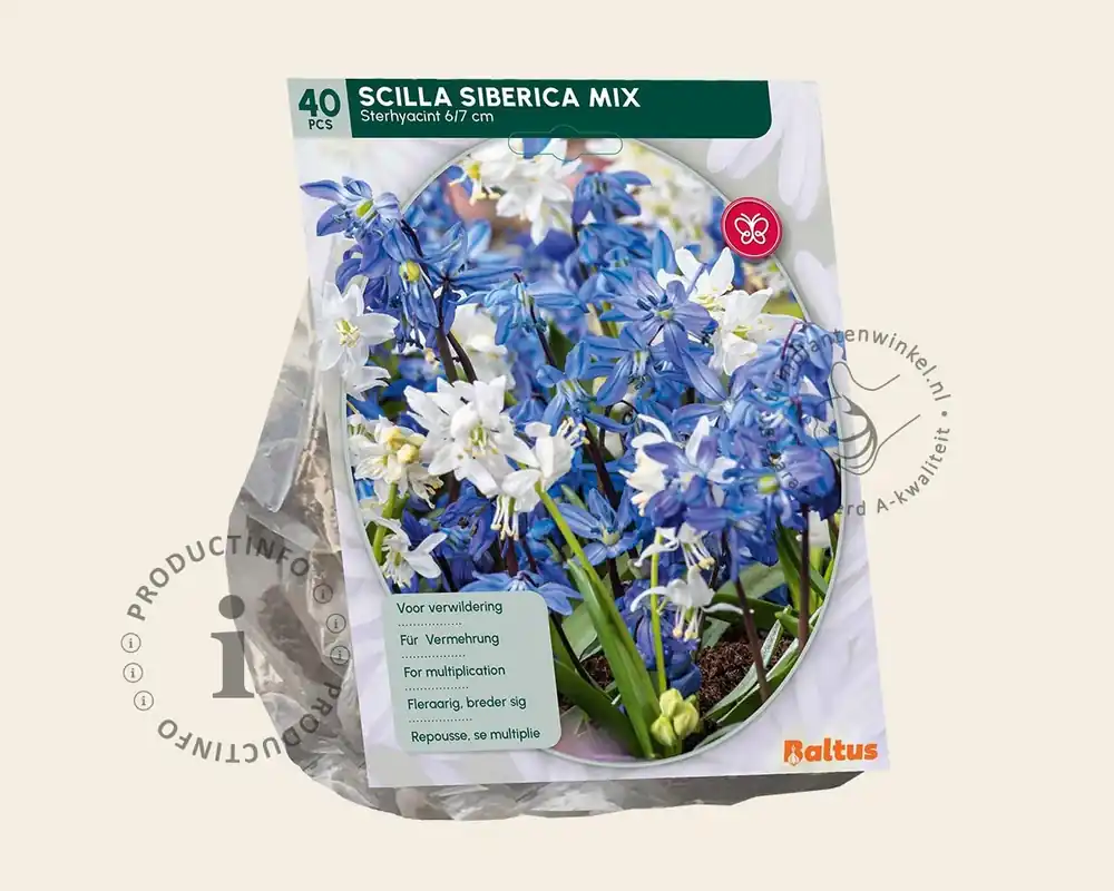 Direct kopen - Scilla siberica Mix
