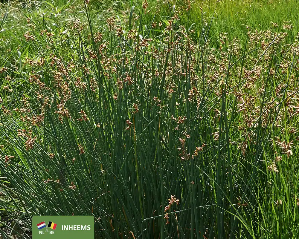Topdeal | Scirpus lacustris