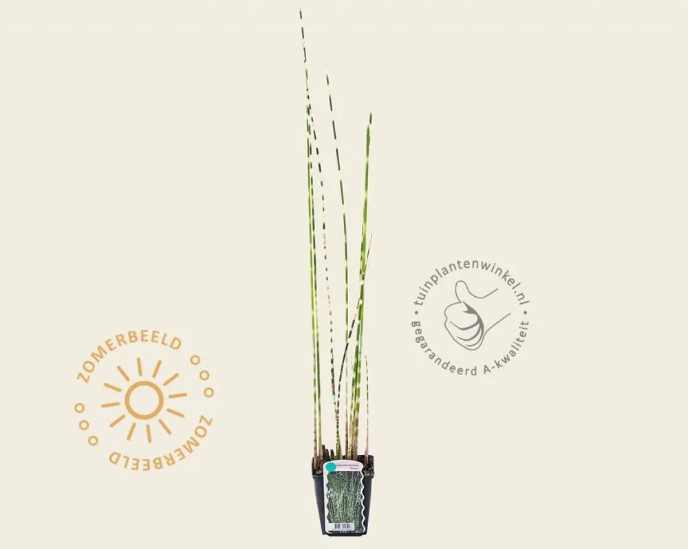 Scirpus tabernaemontani ‘Zebrinus‘ - Voordeelprijs