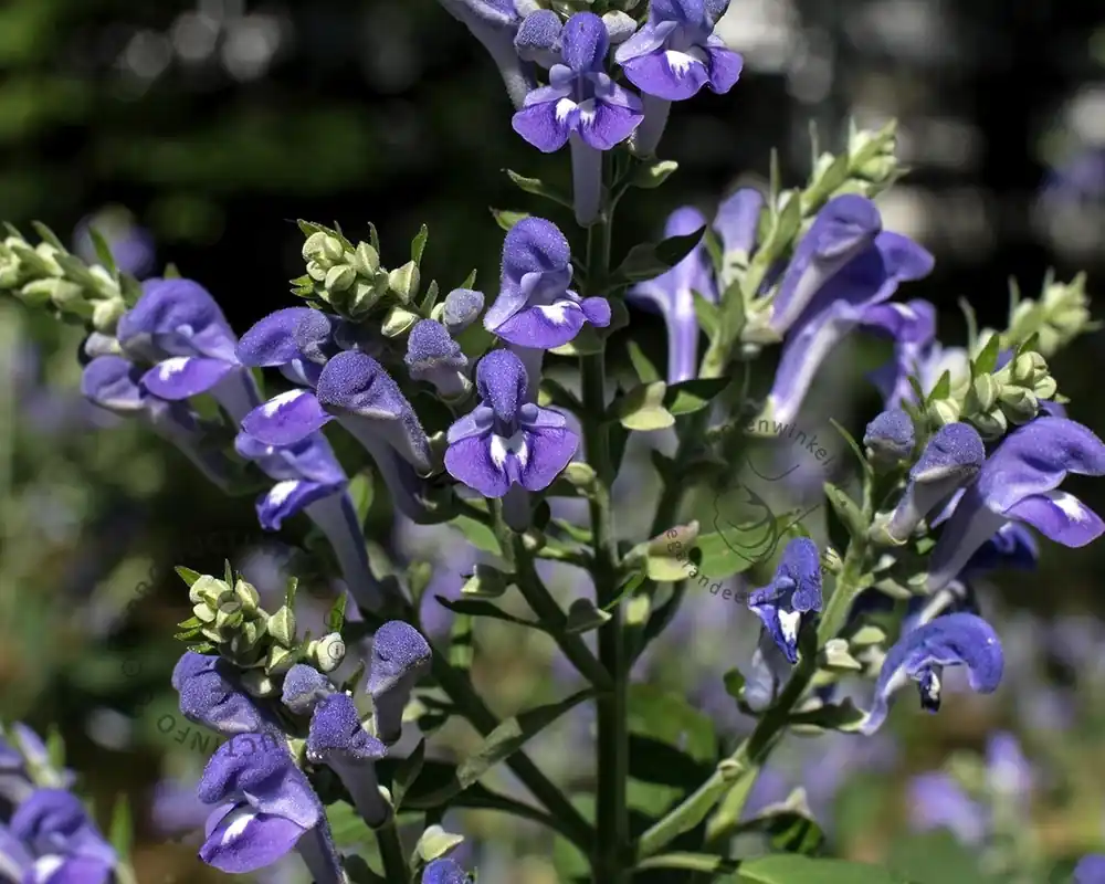 Scutellaria incana - Spoedlevering