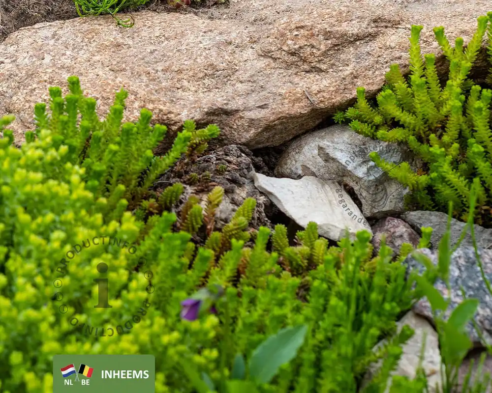 Sedum acre - Bespaar nu