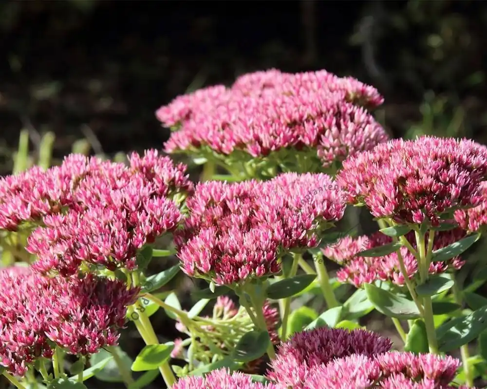 Snelle verzending | Sedum ‘Herbstfreude‘