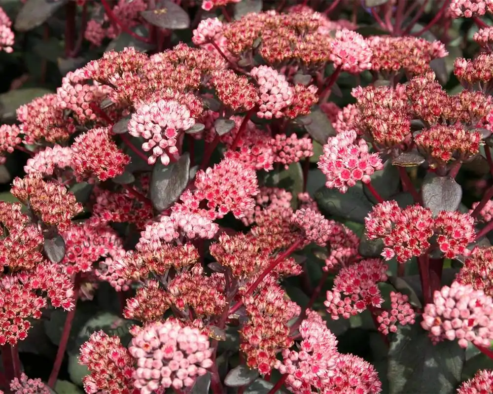 Sedum ‘José Aubergine‘ | Hoge kwaliteit
