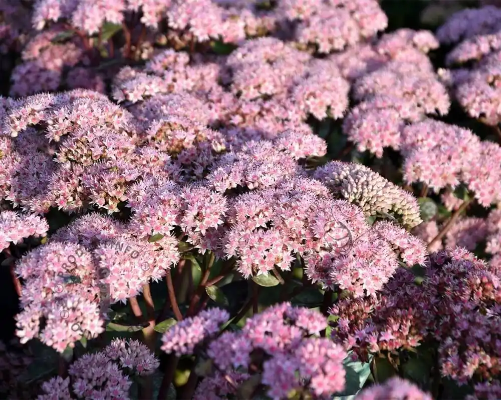 Sedum ‘Matrona‘ | Actie