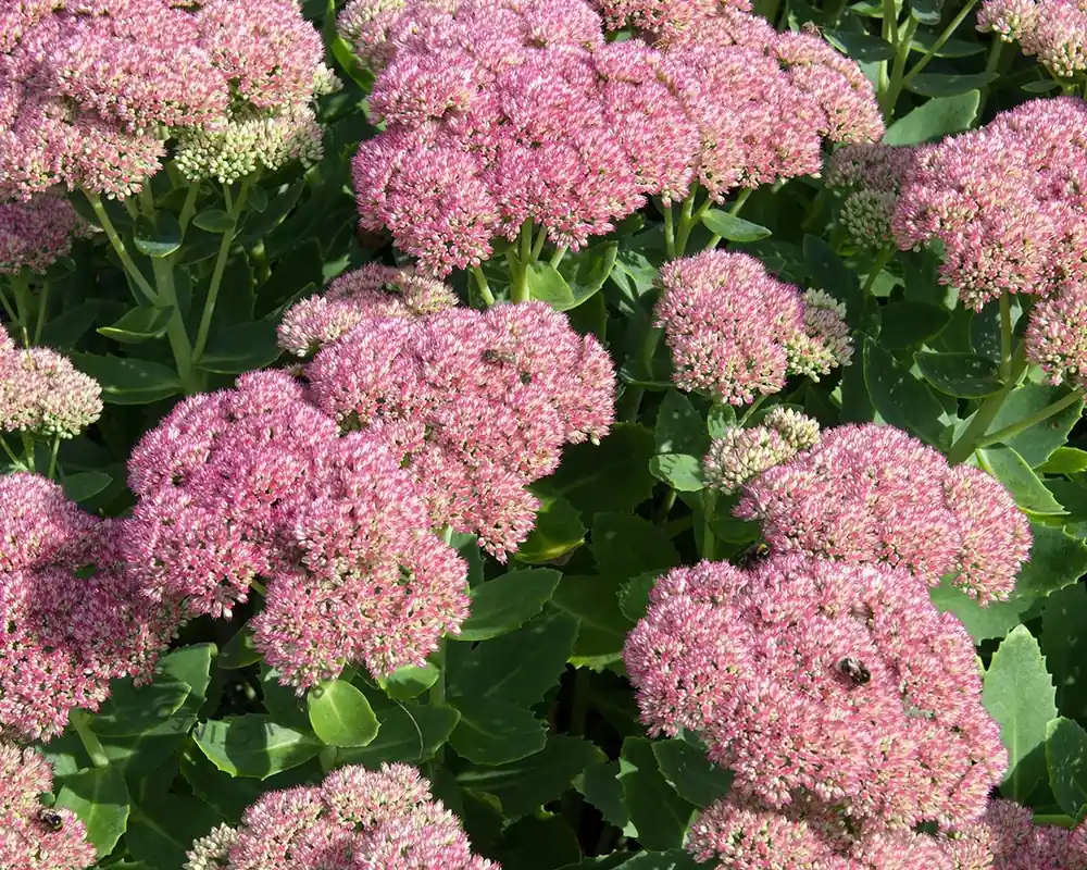 Rechtstreeks uit de fabriek | Sedum spectabile ‘Brillant‘