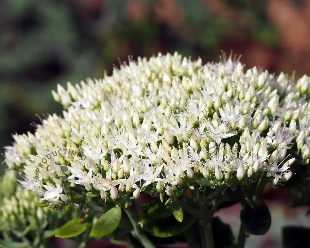 Sedum spectabile ‘Stardust‘ | Outlet