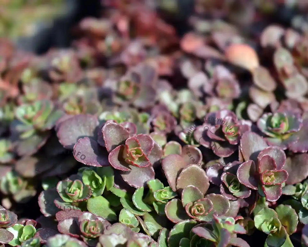Bestseller - Sedum spurium ‘Schorbuser Blut‘