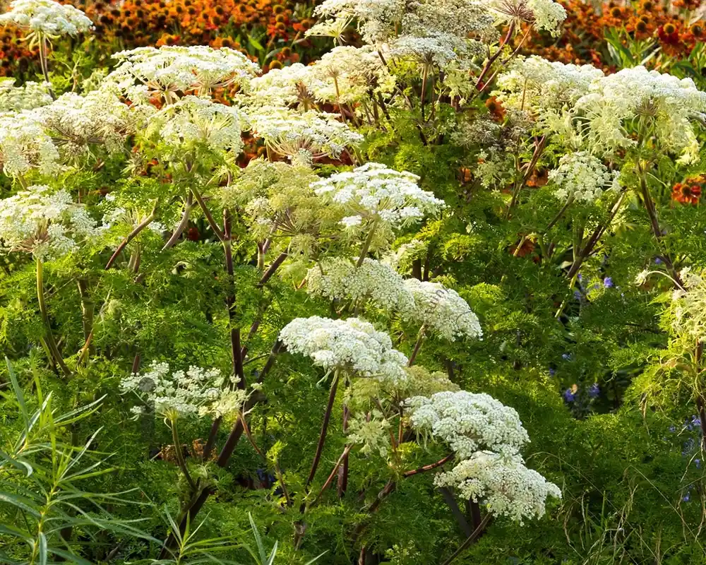 Selinum wallichianum - Net toegevoegd