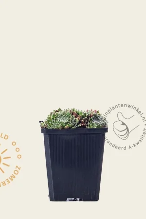 Aanbieding loopt bijna af - Sempervivum arachnoideum