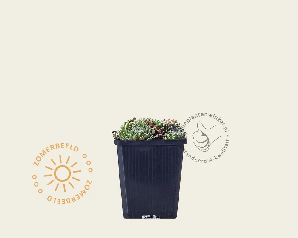 Aanbieding loopt bijna af - Sempervivum arachnoideum