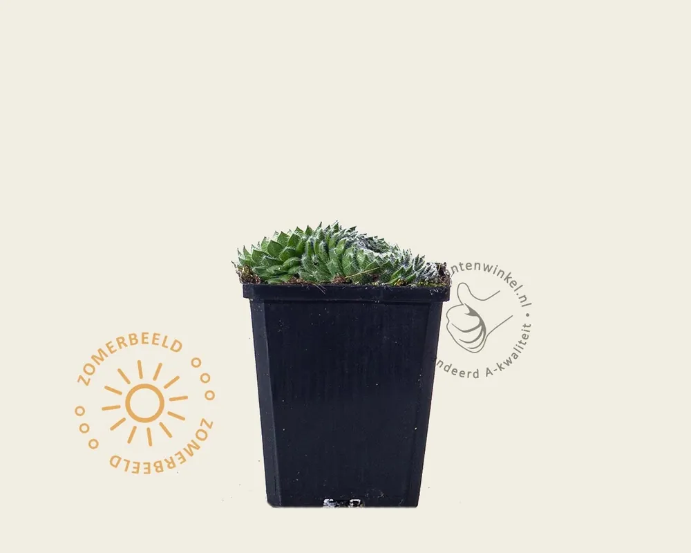 Opruiming - Sempervivum ciliosum var borisii