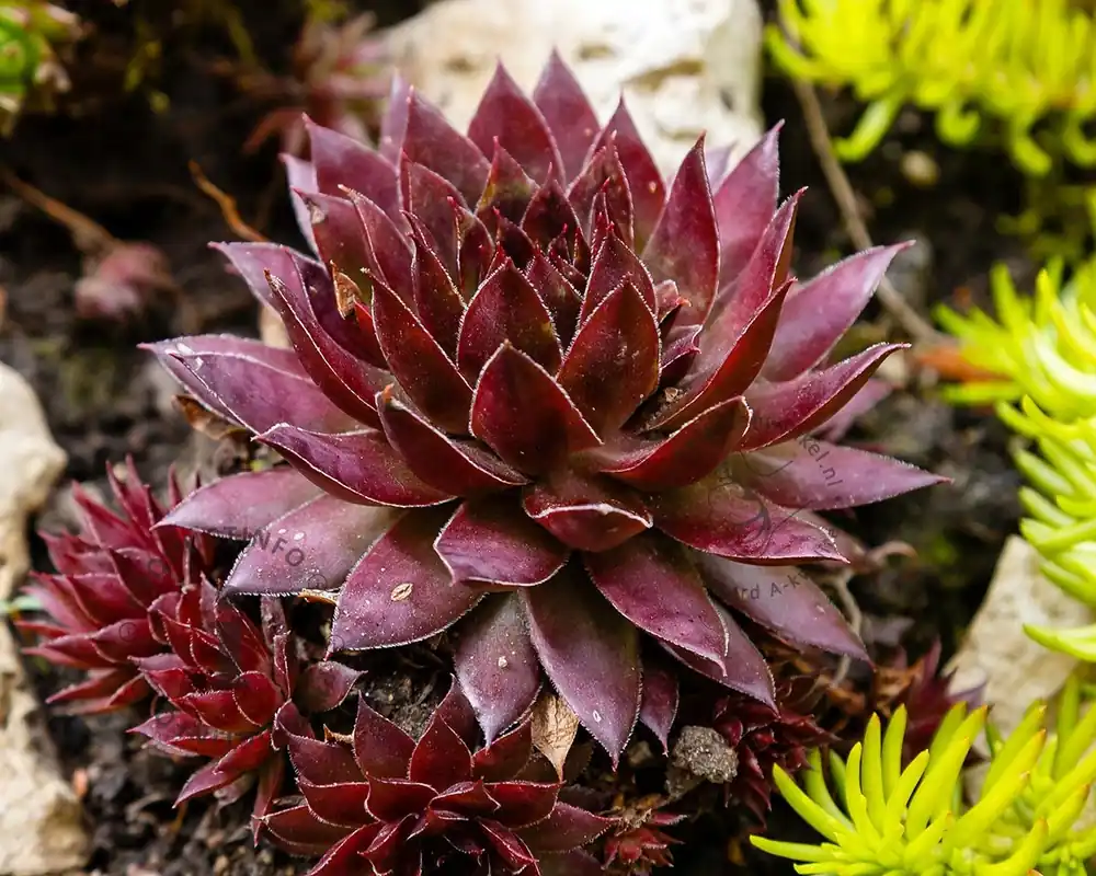 Tijdelijk aanbod | Sempervivum ‘Dark Beauty‘