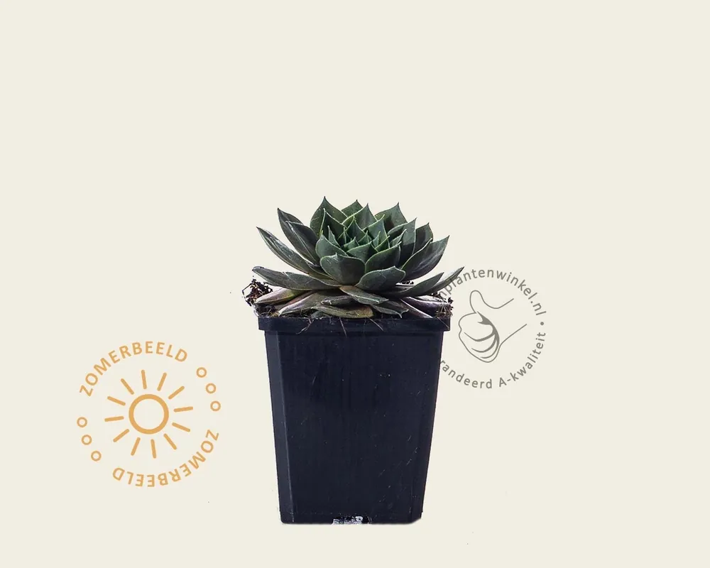 Sempervivum ‘Feldmaier‘ | Topdeal