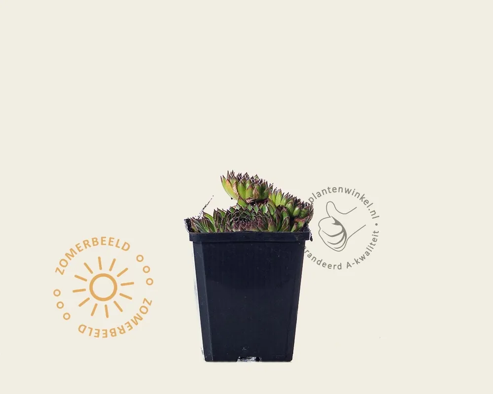 Sempervivum funckii | Goed beoordeeld