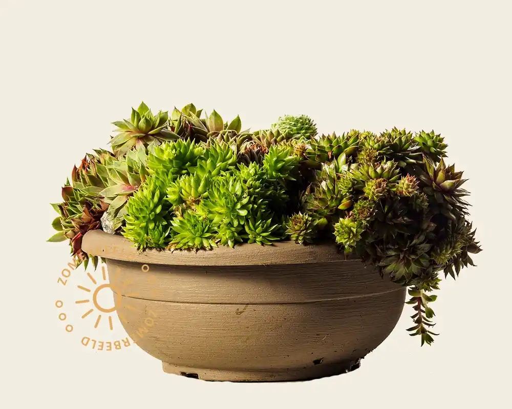 Sempervivum Mix - schaal - Veel voordeel