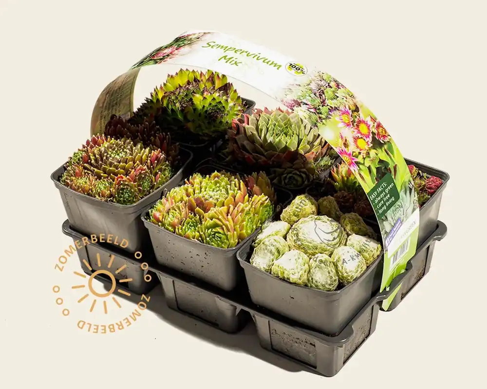 Bestelbaar | Sempervivum Mix - tray 6 stuks