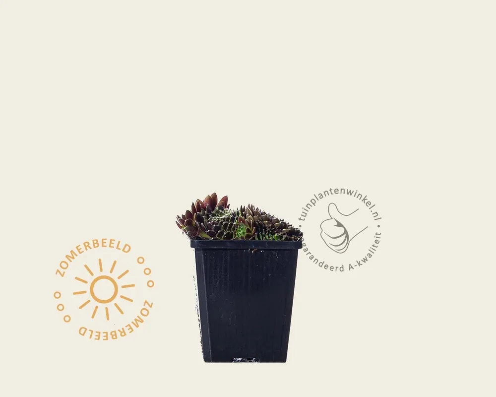 Uitverkoop | Sempervivum ‘Silberkarneol‘