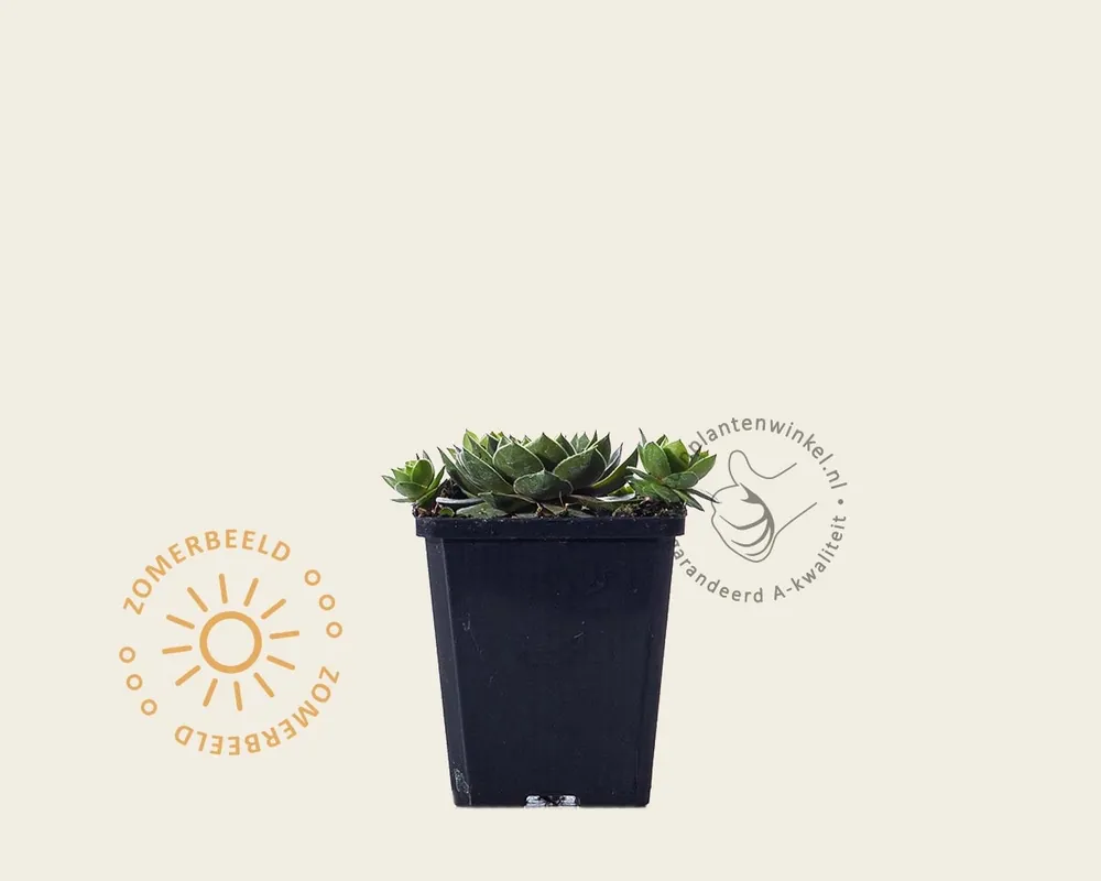 Superprijs - Sempervivum ‘Smaragd‘